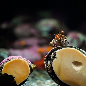 Pinto Abalones with Hermit Crab on top