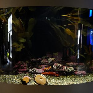 New Pinto Abalone Tank
