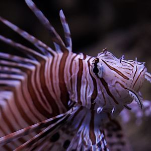 Volitan Lionfish