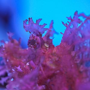 Purple Weedy Scorpionfish