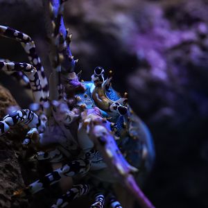 Ornate Spiny Lobster