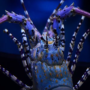 Ornate Spiny Lobster