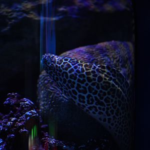 Honeycomb Moray