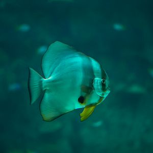Longfin Batfish