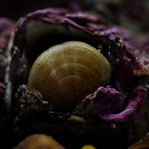 North Pacific Lampshell