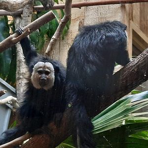 White Faced Saki