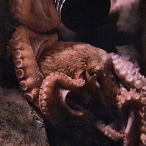 Giant Pacific Octopus