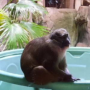 Allen's Swamp Monkey