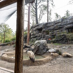 Cape Vulture Aviary - Window view