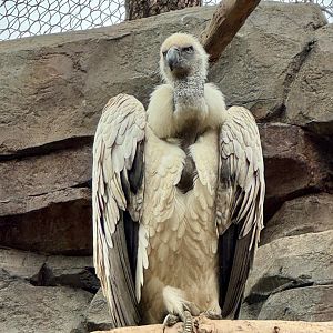 Cape vulture