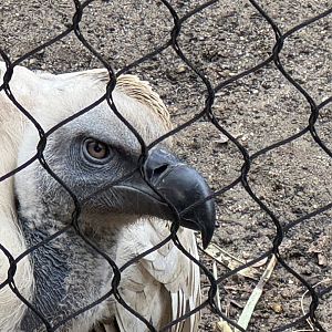 Cape vulture