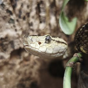 Bothrops asper