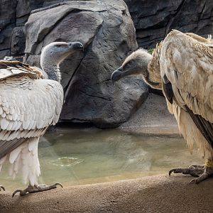 Cape Vultures