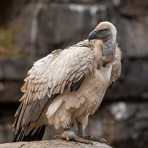 Cape Vulture