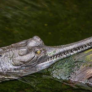 Indian Gharial