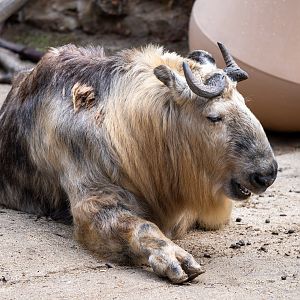Sichuan Takin