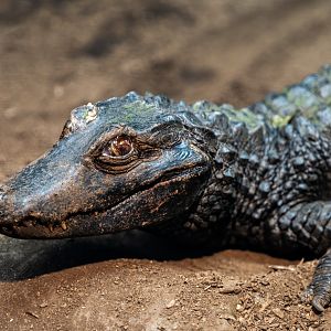 Cuvier’s Dwarf Caiman