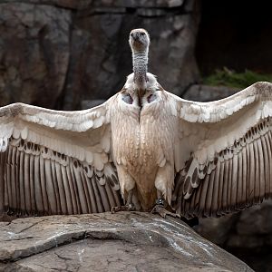 Cape Vulture