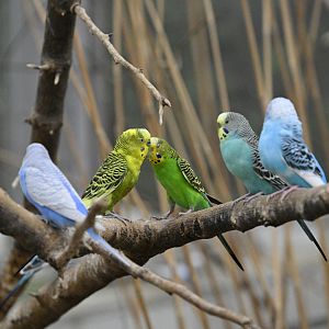 Budgie Landing - Budgerigar (Melopsittacus undulatus)