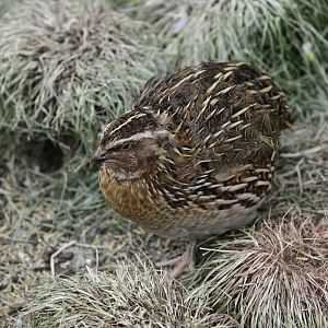 Budgie Landing - Japanese Quail (Coturnix japonica)