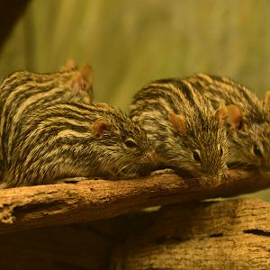 Mouse House - Barbary Striped Grass Mouse (Lemniscomys barbarus)