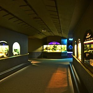 Mouse House - Interior