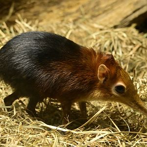 Mouse House - Black-and-rufous Sengi (Rhynchocyon petersi)