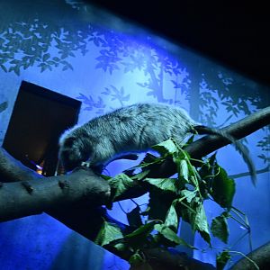 Mouse House - Northern Luzon Giant Cloud Rat (Phloeomys pallidus)