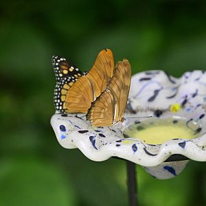 Butterfly Garden - Monarch (Danaus plexippus)