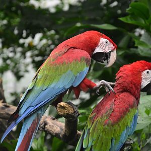 Butterfly Garden - Red-and-green Macaw (Ara chloropterus)