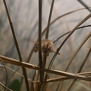 Mouse House - Eurasian Harvest Mouse (Micromys minutus)