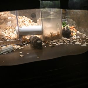 Mouse House - Damara Molerats (Fukomys damarensis)
