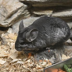 Mouse House - Long-tailed Chinchilla (Chinchilla lanigera)