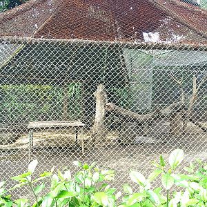 Zoológico Nacional de Nicaragua: 'Larger' jaguar enclosure
