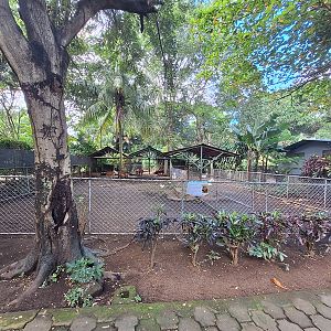 Zoológico Nacional de Nicaragua: goat / sheep enclosure