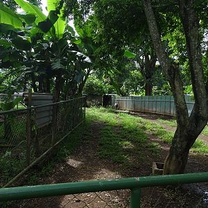 Zoológico Nacional de Nicaragua: one of 8 (!) Bairds tapir enclosures