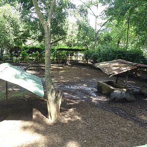 Zoológico Nacional de Nicaragua: Collared peccary enclosure