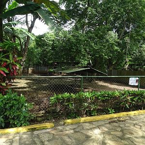 Zoológico Nacional de Nicaragua: White-lipped peccary enclosure