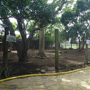 Zoológico Nacional de Nicaragua: White-tailed deer enclosure