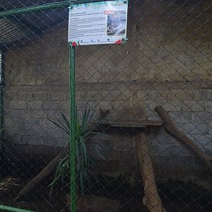 Zoológico Nacional de Nicaragua: Larger jaguarundi enclosure