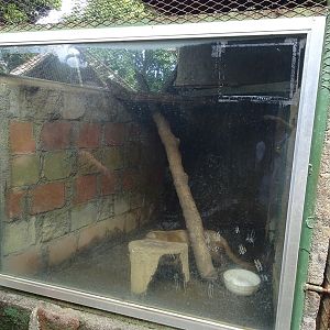 Zoológico Nacional de Nicaragua: Tiny jaguarundi enclosure