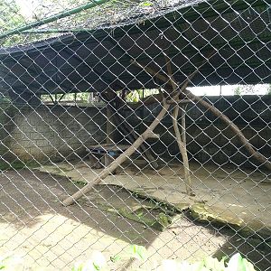 Zoológico Nacional de Nicaragua: Margay enclosure