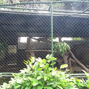 Zoológico Nacional de Nicaragua: Ocelot enclosure
