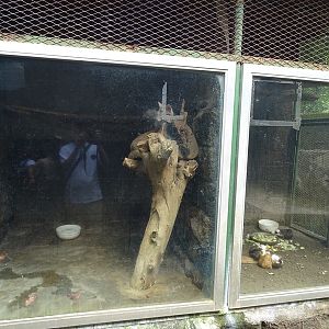 Zoológico Nacional de Nicaragua: Tiny grey fox / guinea pig enclosures