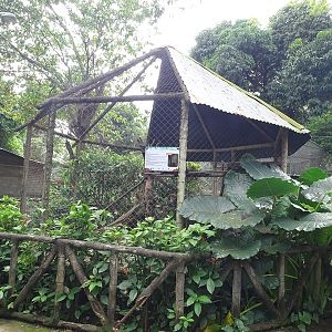 Zoológico Nacional de Nicaragua: Coati enclosure