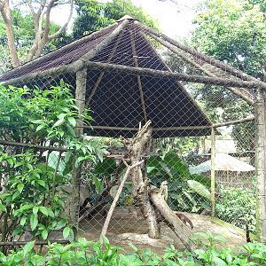 Zoológico Nacional de Nicaragua: Coati enclosure