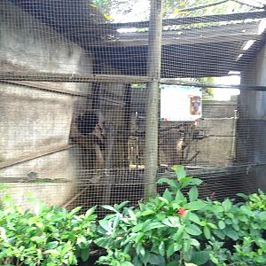 Zoológico Nacional de Nicaragua: Kinkajou enclosure