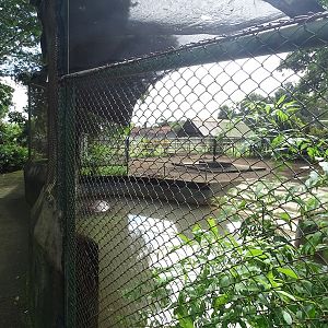 Zoológico Nacional de Nicaragua: hippo enclosure