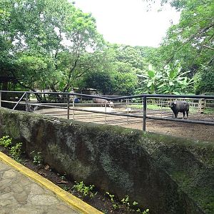 Zoológico Nacional de Nicaragua: water buffalo enclosure