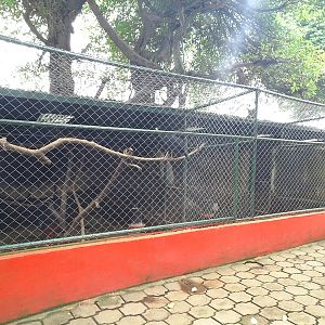 Zoológico Nacional de Nicaragua: currasow aviary